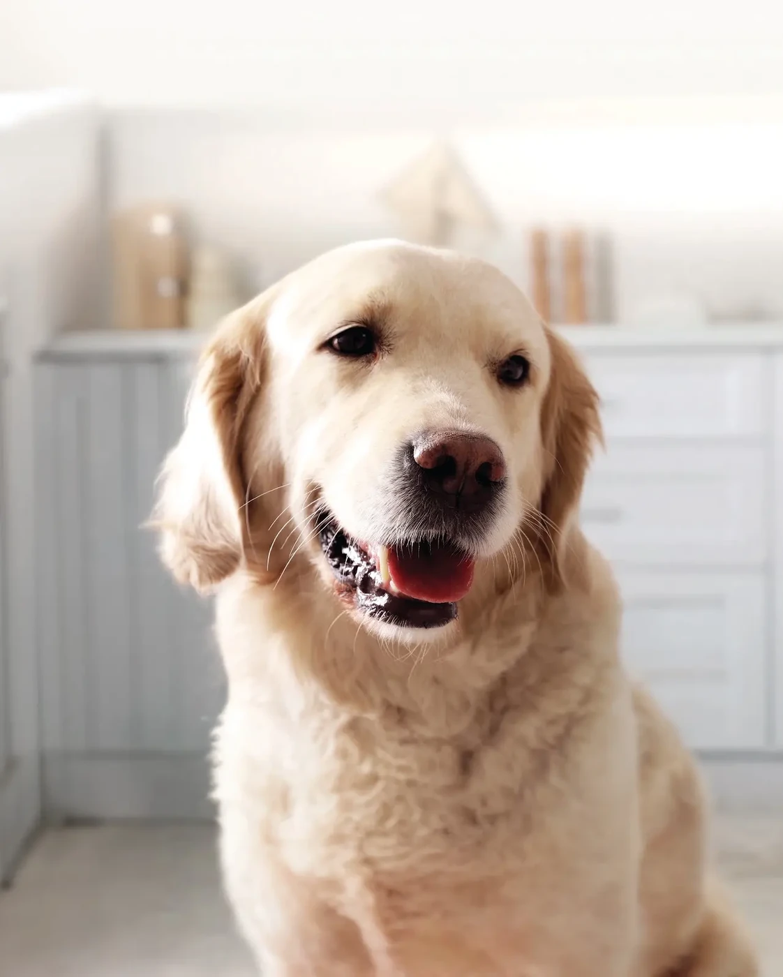 A golden retriever waiting in a bright home kitchen